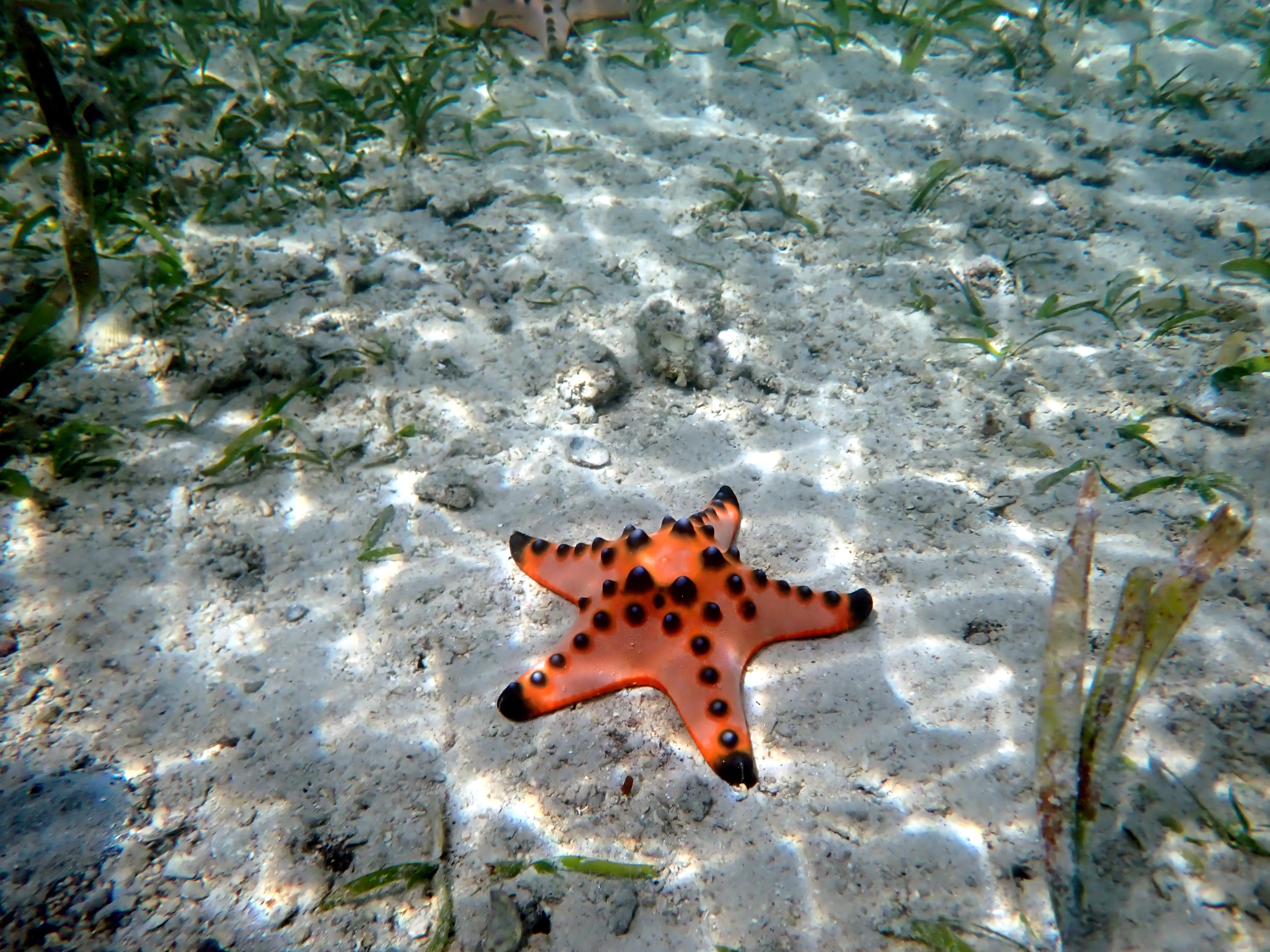 Wyspa Pamilacan (2).jpg